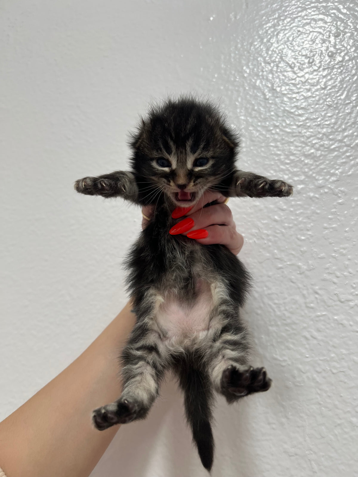 Rory To The Rescue - Los Angeles Based Non Profit Kitten Rescue